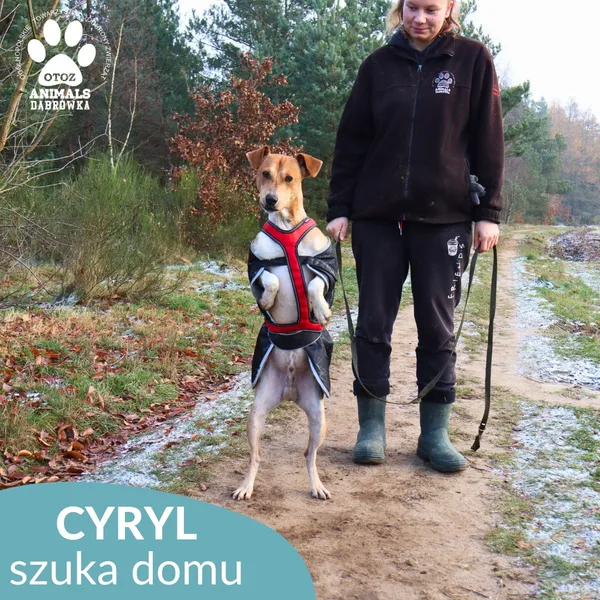 Pies do adopcji, Dąbrówka, 3 grudnia 2025 (3/4)