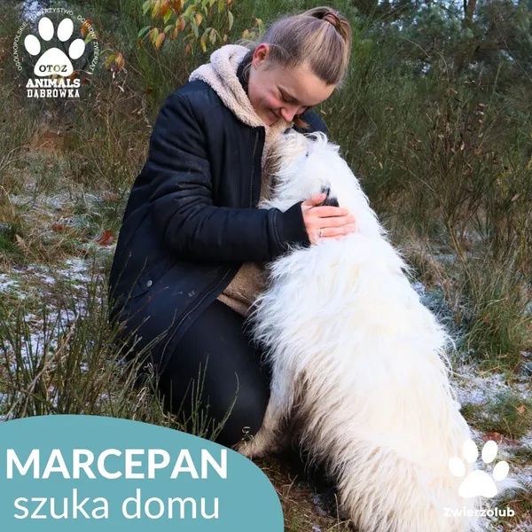 Pies do adopcji, Dąbrówka, 3 grudnia 2025 (2/4)