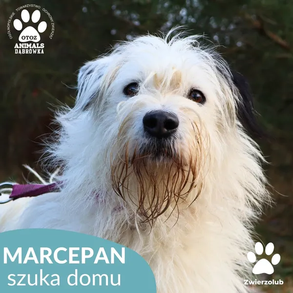 Pies do adopcji, Dąbrówka, 3 grudnia 2025 (4/4)