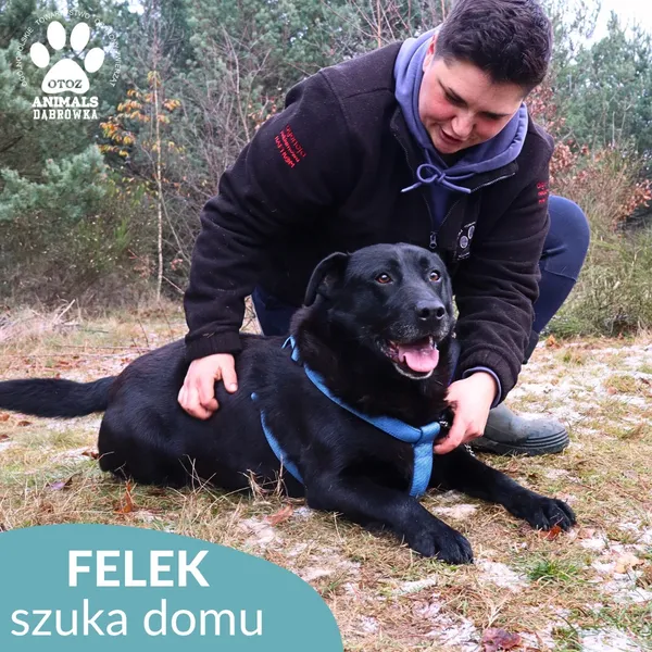 Pies do adopcji, Dąbrówka, 3 grudnia 2025 (3/4)