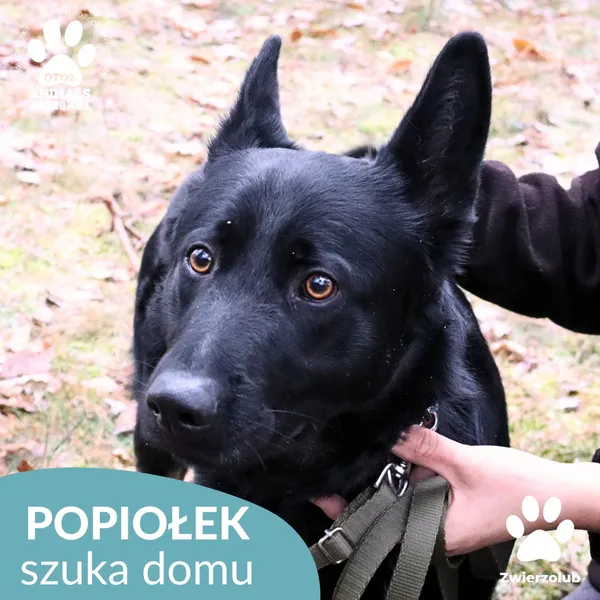 Pies do adopcji, Dąbrówka, 3 grudnia 2025 (1/4)