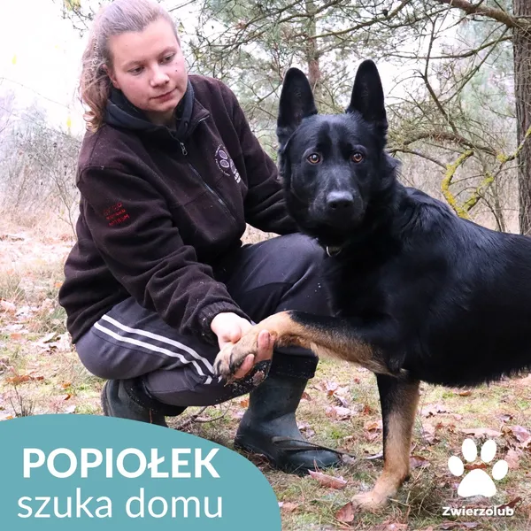 Pies do adopcji, Dąbrówka, 3 grudnia 2025 (4/4)