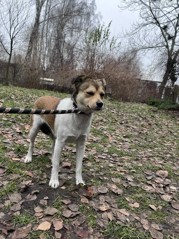 Pies do adopcji, Włocławek, 5 grudnia 2025 (2/3)