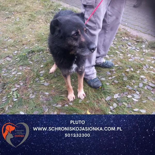 Znaleziono psa, Ciosny, 5 grudnia 2025