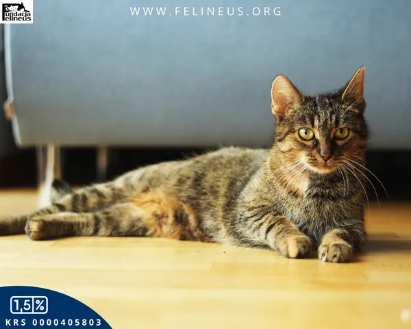 Kot do adopcji, Rzeszów, 6 grudnia 2025 (1/5)