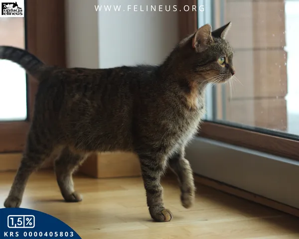 Kot do adopcji, Rzeszów, 6 grudnia 2025 (3/5)