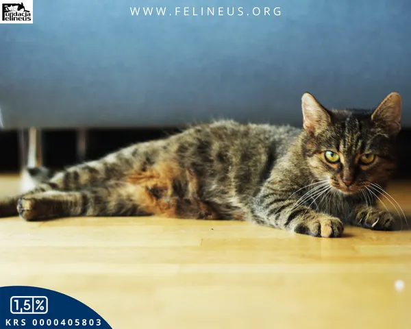 Kot do adopcji, Rzeszów, 6 grudnia 2025 (4/5)