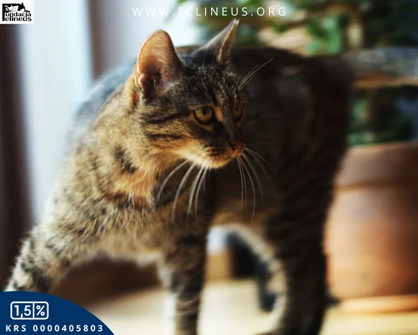 Kot do adopcji, Rzeszów, 6 grudnia 2025 (5/5)