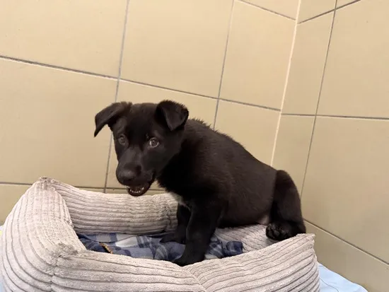 Pies do adopcji, Kraków, 5 grudnia 2025