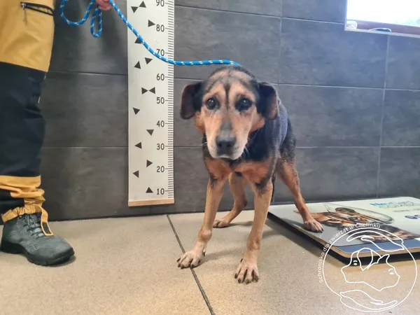 Znaleziono psa, Chełmek, 5 grudnia 2025