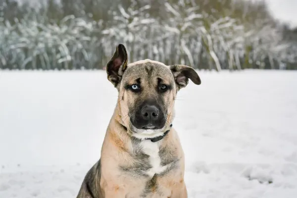 Pies do adopcji, Radom, 6 grudnia 2025 (1/5)