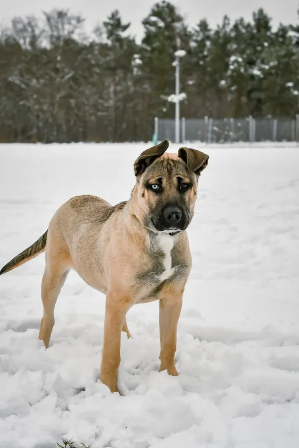 Pies do adopcji, Radom, 6 grudnia 2025 (2/5)