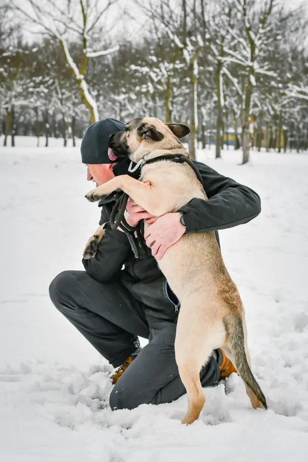 Pies do adopcji, Radom, 6 grudnia 2025 (3/5)