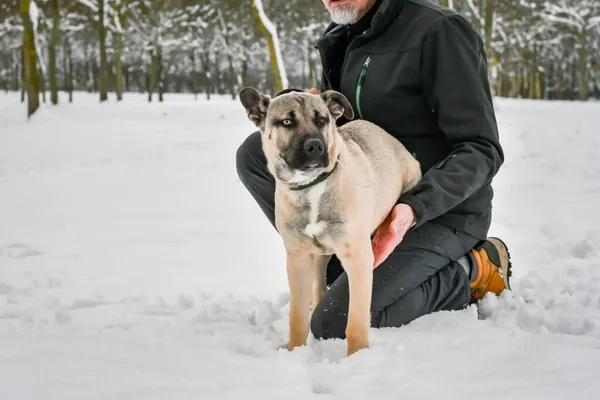 Pies do adopcji, Radom, 6 grudnia 2025 (5/5)