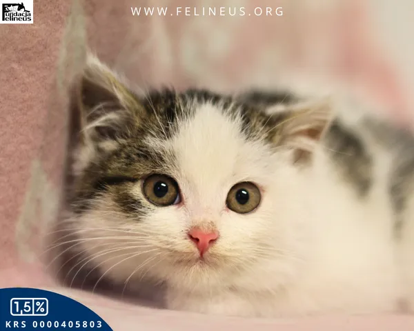 Kot do adopcji, Rzeszów, 7 grudnia 2025 (1/5)