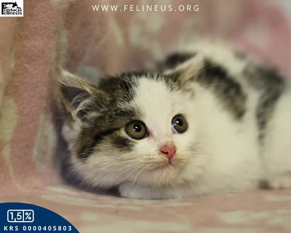 Kot do adopcji, Rzeszów, 7 grudnia 2025 (2/5)