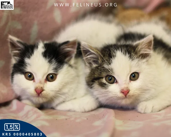 Kot do adopcji, Rzeszów, 7 grudnia 2025 (4/5)