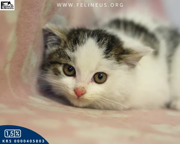 Kot do adopcji, Rzeszów, 7 grudnia 2025 (5/5)