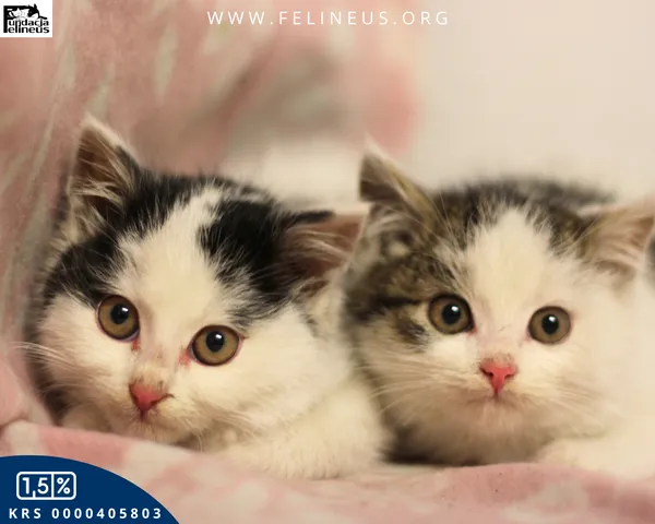 Kot do adopcji, Rzeszów, 7 grudnia 2025 (4/4)