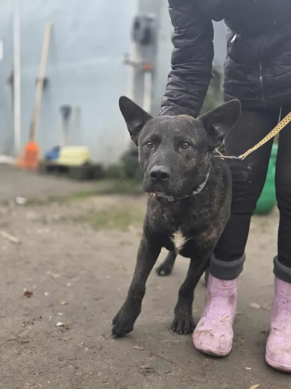 Pies do adopcji, Zgierz, 6 grudnia 2025 (2/5)