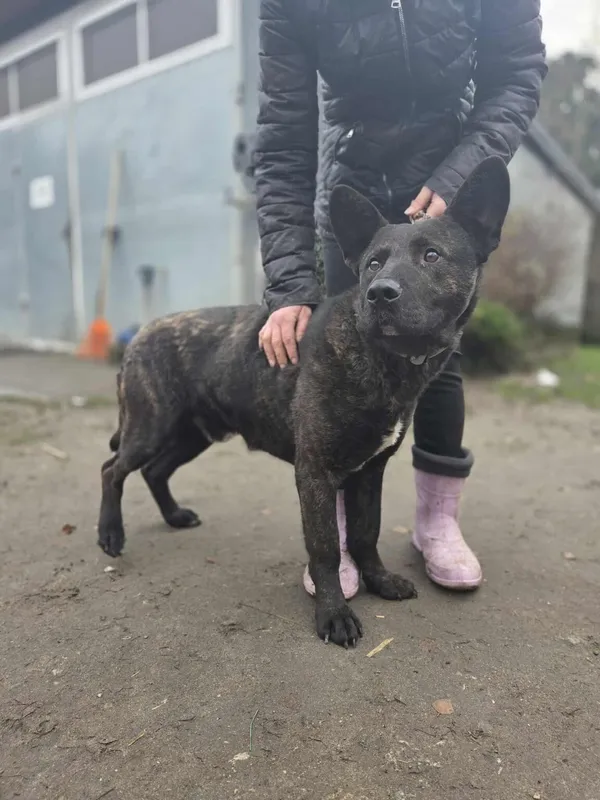 Pies do adopcji, Zgierz, 6 grudnia 2025 (4/5)