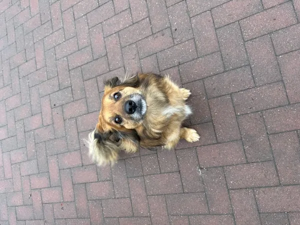 Znaleziono psa, Łódź, 6 grudnia 2025