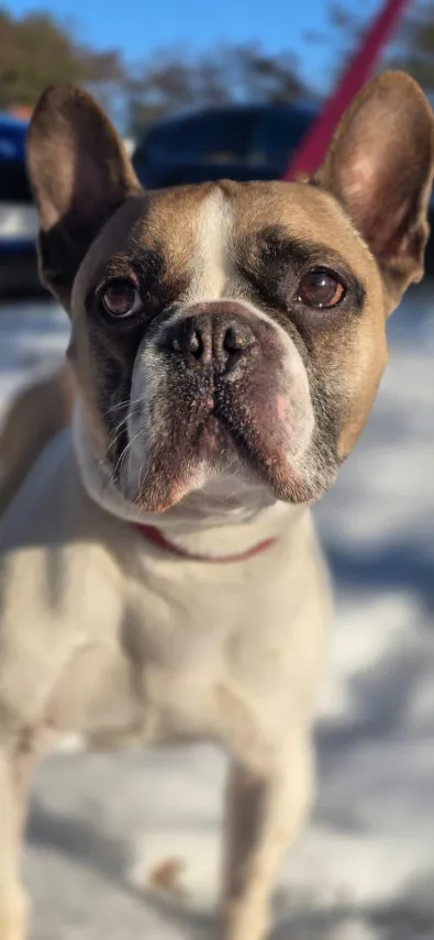 Pies do adopcji, Oborniki, 27 października 2025