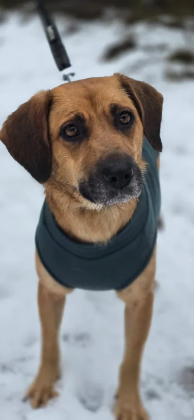 Pies do adopcji, Oborniki, 11 października 2025