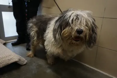 Pies do adopcji, Kraków, 22 listopada 2025