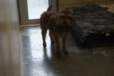 Pies do adopcji, Kraków, 22 listopada 2025