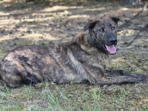 Oddam psa, Warszawa, Bemowo-Lotnisko, 7 grudnia 2025 (1/4)