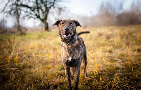 Oddam psa, Warszawa, Bemowo-Lotnisko, 7 grudnia 2025 (4/4)