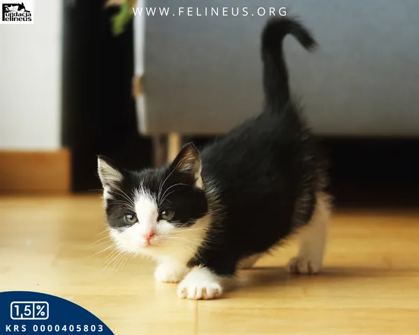 Kot do adopcji, Rzeszów, 7 grudnia 2025 (1/6)