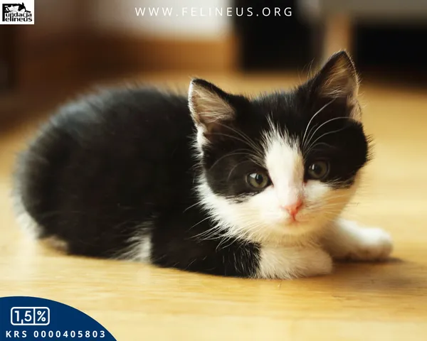 Kot do adopcji, Rzeszów, 7 grudnia 2025 (3/6)