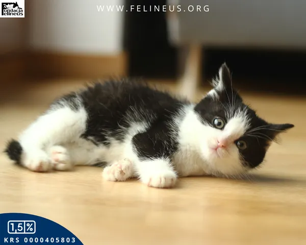 Kot do adopcji, Rzeszów, 7 grudnia 2025 (6/6)