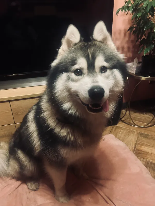 Znaleziono psa, Skórka, 7 grudnia 2025 (1/2)