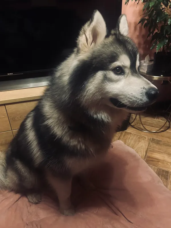 Znaleziono psa, Skórka, 7 grudnia 2025 (2/2)