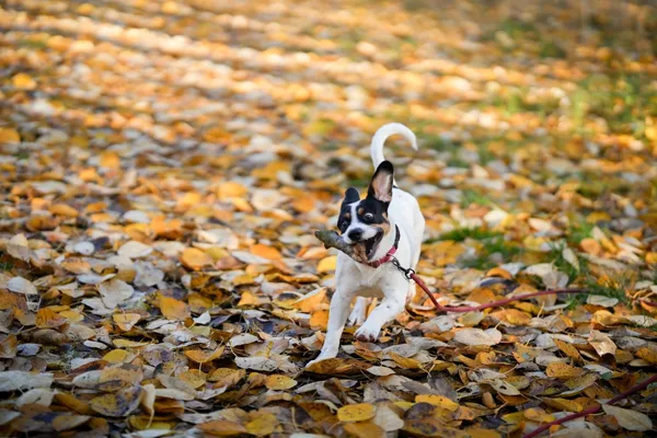 Pies do adopcji, Sosnowiec, 14 października 2025 (1/5)