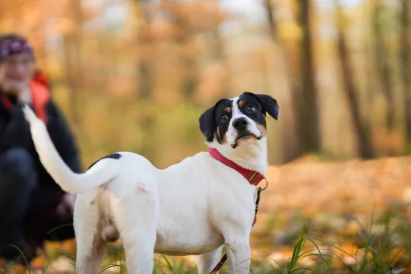 Pies do adopcji, Sosnowiec, 14 października 2025 (3/5)