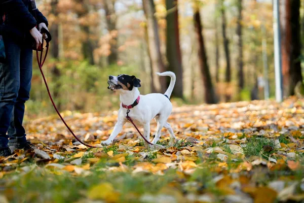 Pies do adopcji, Sosnowiec, 14 października 2025 (4/5)