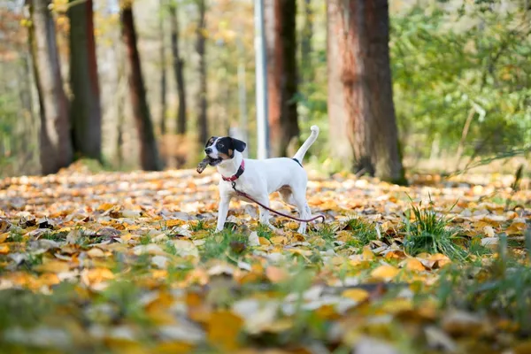 Pies do adopcji, Sosnowiec, 14 października 2025 (5/5)