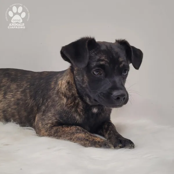 Pies do adopcji, Gdynia, 7 grudnia 2025 (2/5)