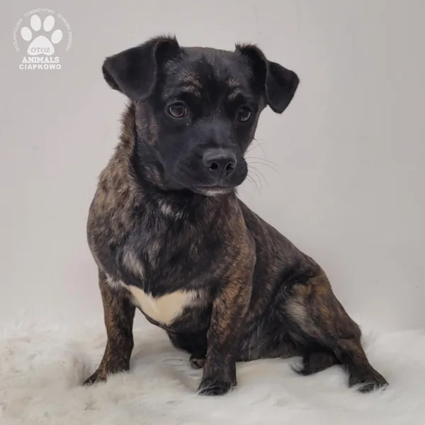 Pies do adopcji, Gdynia, 7 grudnia 2025 (3/5)