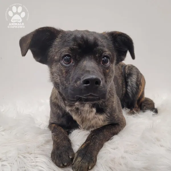 Pies do adopcji, Gdynia, 7 grudnia 2025 (2/4)