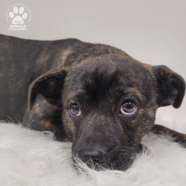 Pies do adopcji, Gdynia, 7 grudnia 2025 (3/4)