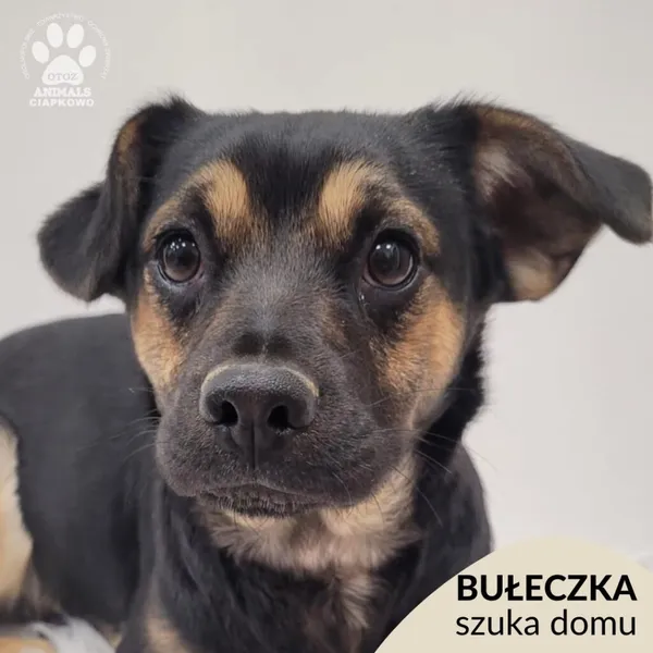 Pies do adopcji, Gdynia, 7 grudnia 2025 (1/4)