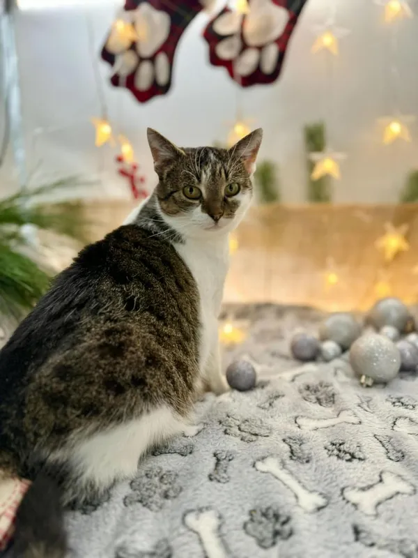 Kot do adopcji, Głowno, 7 grudnia 2025 (2/4)