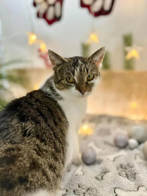 Kot do adopcji, Głowno, 7 grudnia 2025 (3/4)