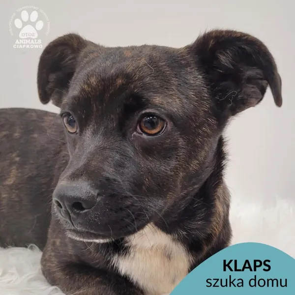 Pies do adopcji, Gdynia, 7 grudnia 2025 (1/5)