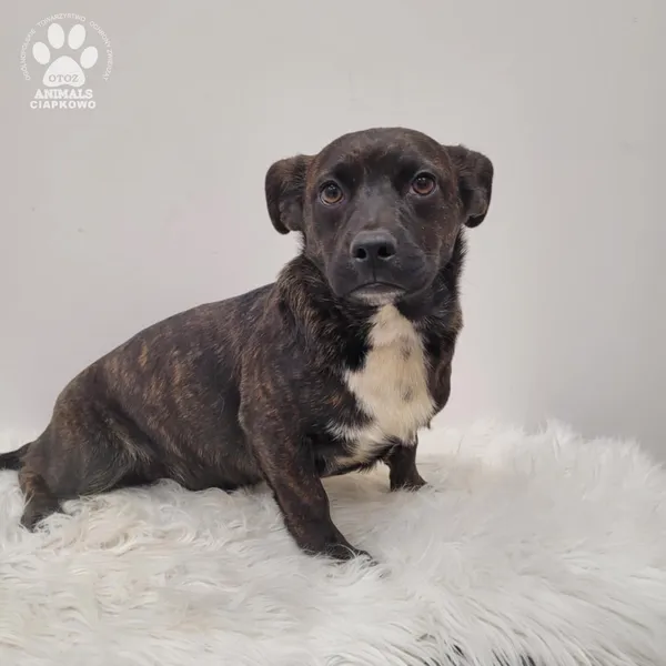 Pies do adopcji, Gdynia, 7 grudnia 2025 (2/5)